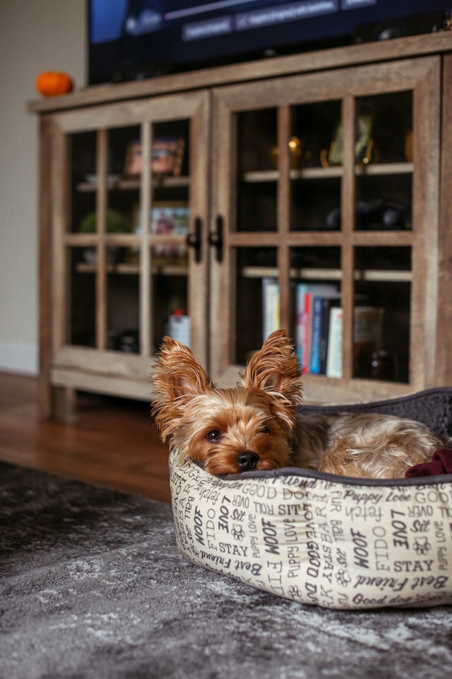 small dog resting in living room