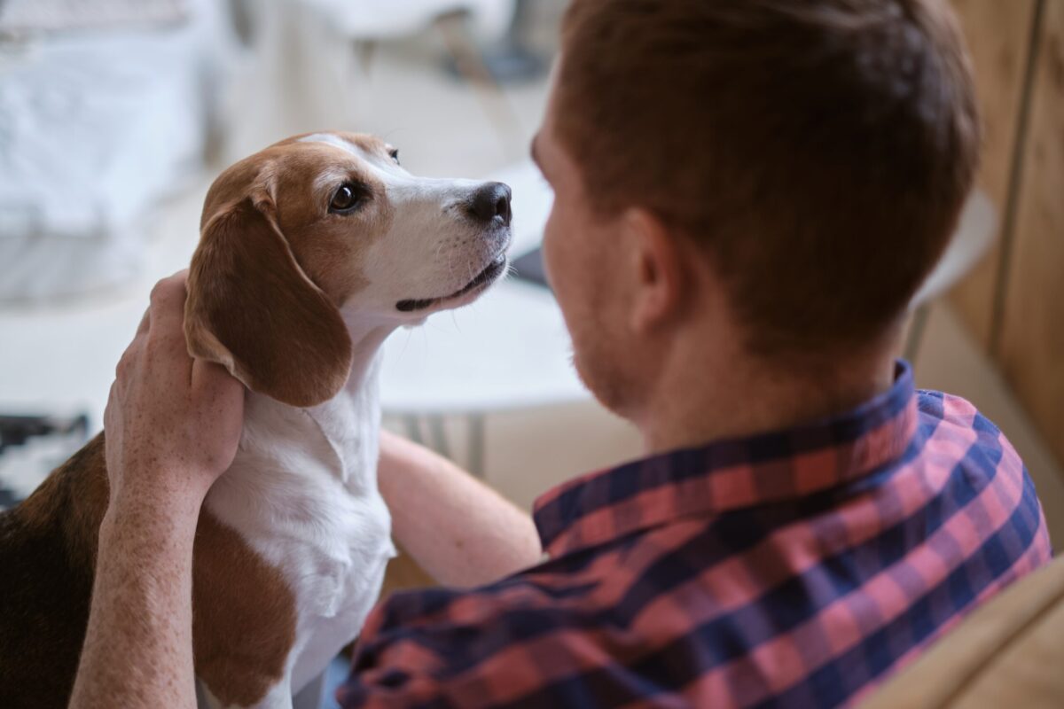 Beagle sitting on flannel shirt wearing man's lap, back of man showing